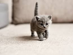 this is what i
looked like when i was a baby kitten